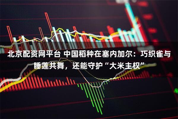 北京配资网平台 中国稻种在塞内加尔:巧织雀与睡莲共舞,还能守护“大米主权”